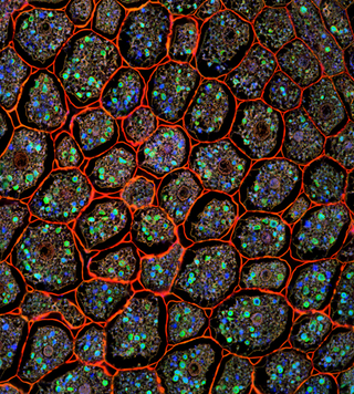 Illustration for article titled Parasites, deadly bugs and fungi are more beautiful than you could possibly imagine